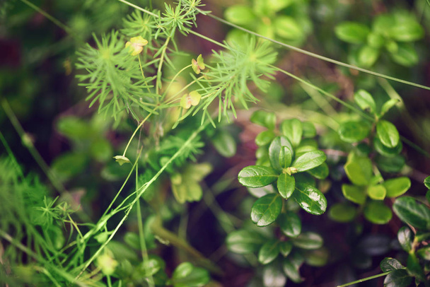 Small green leaves texture in forest. Wild nature. Summer concept. Copy space. Banner. Soft focus. - Фото, изображение