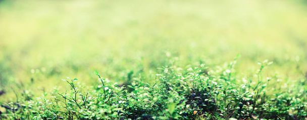 Fresh green spring grass with sun leaks effect, copy space. Soft Focus. Abstract nature background. Banner - Foto, Imagem