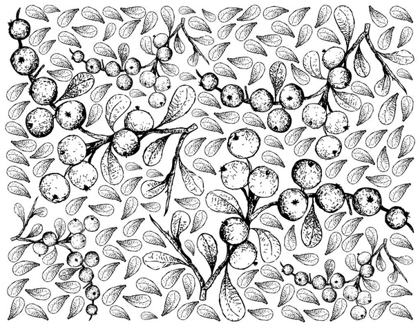 Bogyós gyümölcsök, illusztráció háttérkép kézzel rajzolt vázlat Flueggea Virosa gyümölcsök elszigetelt fehér Background.  - Vektor, kép