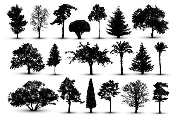 Sílhueta de árvore, vetor florestal. Parque Natural. Conjunto isolado, árvore sobre fundo branco
 - Vetor, Imagem