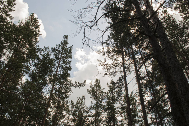 Malebné borovice lesní kamenitou krajinu, cesty, mechu a suché jehly - Fotografie, Obrázek