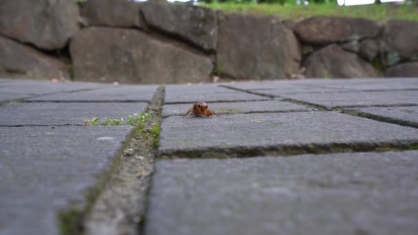 Токіо, Японія 21 липня 2018 року: Личинка цикади не почала свою еволюцію. Він все ще повзає на камені прапора о шостій годині ранку
. - Кадри, відео