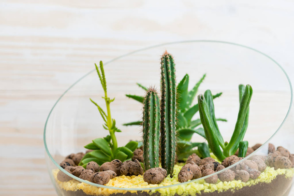 Cactus and succulent close-up - Foto, afbeelding