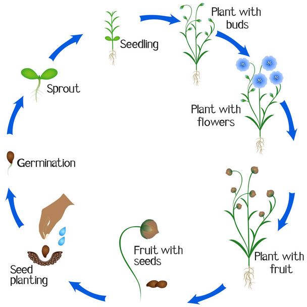 Cyklus růstu rostlin lnu na bílém pozadí. - Vektor, obrázek