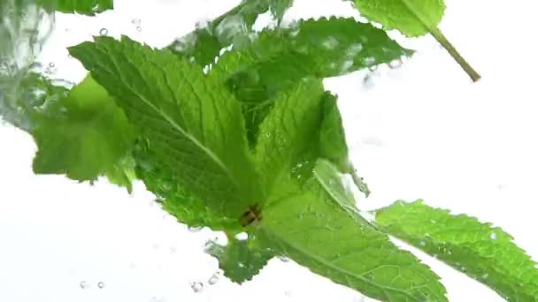 Close up several fresh green mint leaves floating in clear transparent water with air bubbles, low angle side view, slow motion - Footage, Video