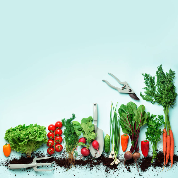 Органические овощи и садовые инструменты на синем фоне с копировальным пространством. Квадратный. Вид сверху на морковь, свеклу, перец, редис, укроп, петрушку, помидор, салат. Веган, экоконцепция
 - Фото, изображение