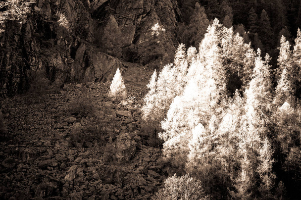 Mooie bos in de alpiene vallei van Gressoney in de buurt van Monte Rosa, Aosta vallei, Noord-Italië. Monte is gelegen in het Aosta-dal, in Noord-Italië. Het wordt gekenmerkt door de Leie, waarvan de bron de gletsjer van Monte Rosa is. - Foto, afbeelding