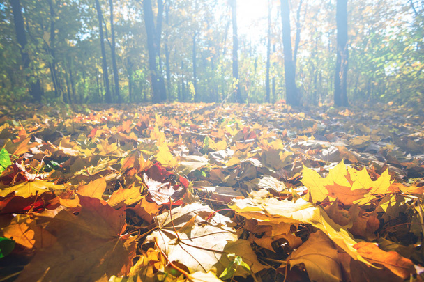 ruhige Herbstszene, ruhiger Park mit trockenen Blättern auf einem Boden - Foto, Bild