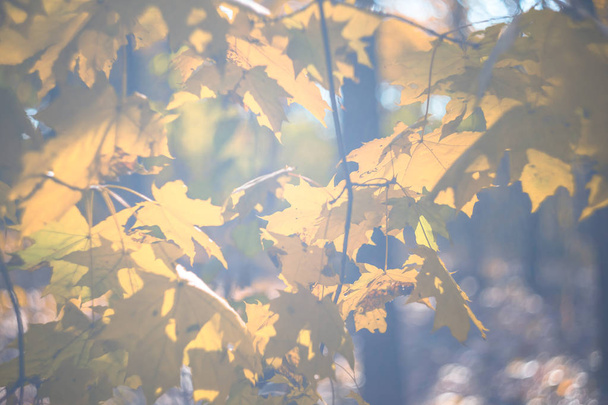 closeup dry autumn maple tree branch in a sunlight - Fotografie, Obrázek