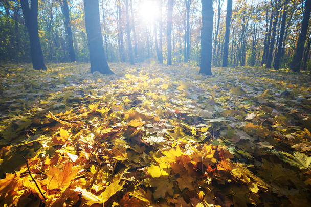 sonbahar park sahne, bir kuru yaprakları tarafından kaplı zemin - Fotoğraf, Görsel