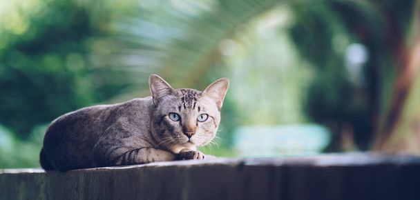 Cat on the house wall. Grey striped cat looking at camera. - Foto, afbeelding
