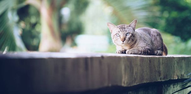 Cat on the house wall. Grey striped cat looking at camera. - Photo, Image