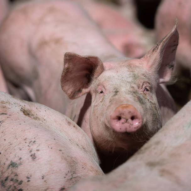 Внутрішні свиней. Свиней на фермі в селі, Франції - Фото, зображення