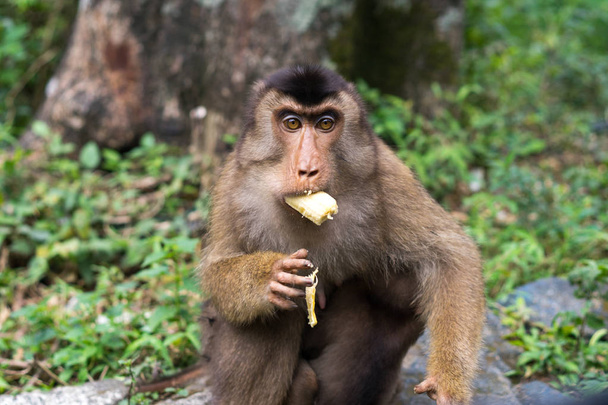 Zuidelijke pig-tailed makaak eten fruit in Sumatra - Lake Toba gebied van Indonesië - Foto, afbeelding