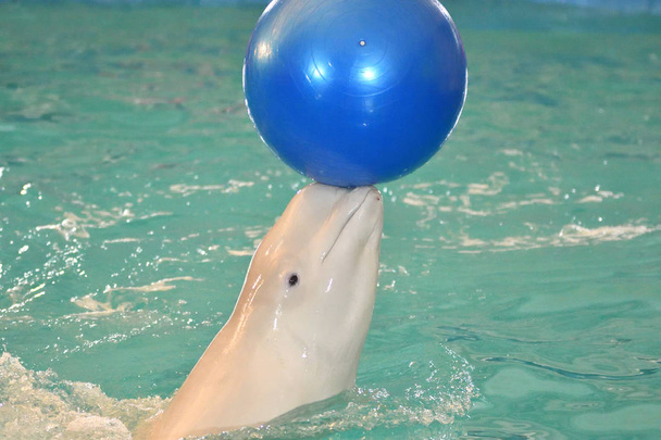 Dişli balinalar belukha türü bir egzersiz topuyla gerçekleştirir - Fotoğraf, Görsel