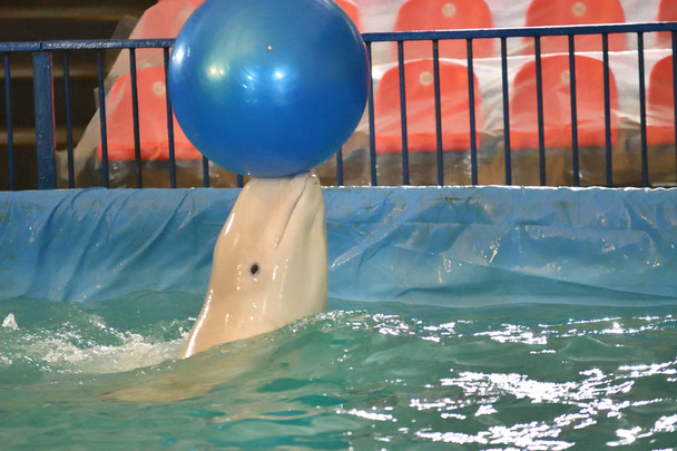 Belukha tipo de ballenas dentadas realiza un ejercicio con una pelota
 - Foto, Imagen