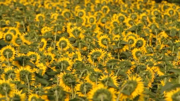Ayçiçeği alan. Canlı ayçiçeği alan yakın çekim panorama adlı yaz birçok sarı çiçekli. - Video, Çekim