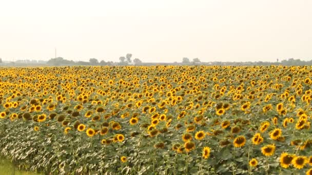 Zonnebloem veld. Levendige zonnebloem veld close-up met vele gele bloemen, panorama op de zomer. - Video