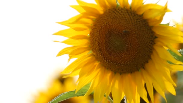 Slunečnicová pole. Zářivé slunečnice pole detail s mnoha žlutými květy, panorama v létě. - Záběry, video