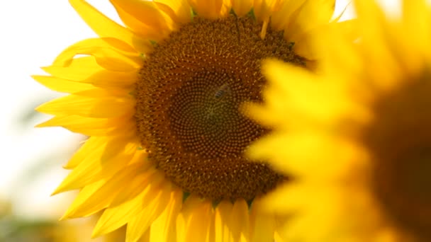 Zonnebloem veld. Levendige zonnebloem veld close-up met vele gele bloemen, panorama op de zomer. - Video