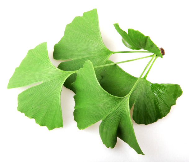 Ginkgo biloba leaf isolated on white background - Photo, Image