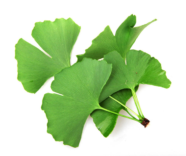Ginkgo biloba leaf isolated on white background - Photo, Image