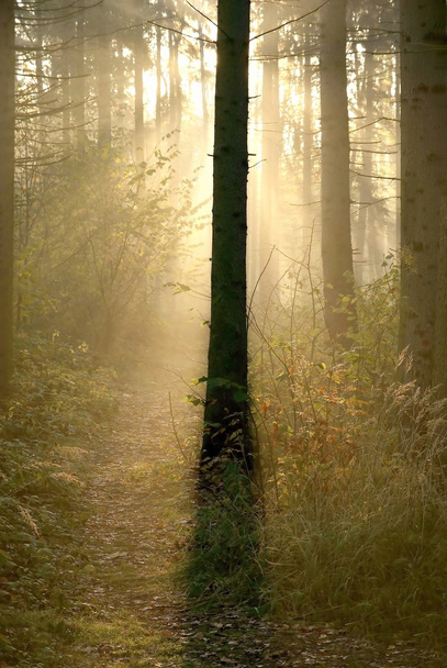 Coniferous forest - Photo, image