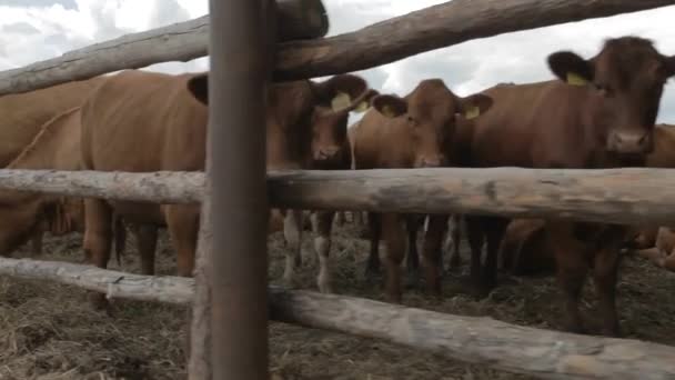 農場の乳牛。牛の乳搾りとモダンなファーム牛舎。馬小屋で牛します。農業産業、農業および動物飼育の概念、牛の群れ. - 映像、動画