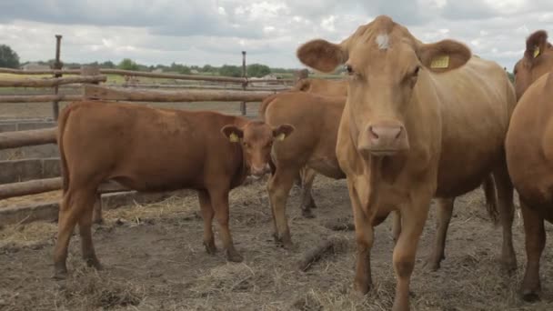 Dairy cows in a farm. Modern farm cowshed with milking cows. Cow in a stable. Agriculture industry, farming and animal husbandry concept, herd of cows. - Footage, Video