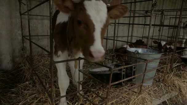 Vacche da latte in una fattoria. Moderna stalla agricola con mucche da latte. Mucca in una stalla. Concetto di agricoltura, allevamento e zootecnia, allevamento di vacche
. - Filmati, video