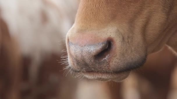 農場の乳牛。牛の乳搾りとモダンなファーム牛舎。馬小屋で牛します。農業産業、農業および動物飼育の概念、牛の群れ. - 映像、動画