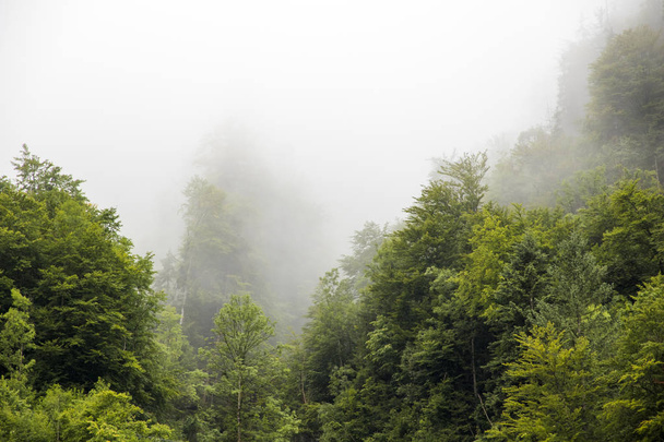 Floresta verde coberta de nevoeiro nas montanhas em torno de Hallstatt, Áustria
 - Foto, Imagem