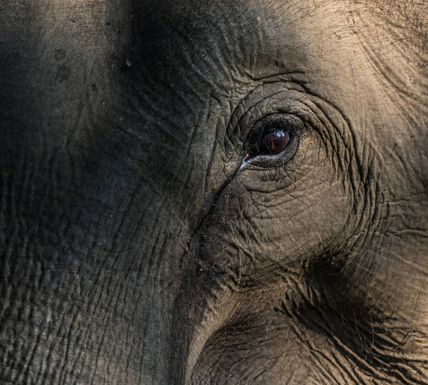 Elefante asiático (Elephas maximus) fotografiado en la naturaleza, zona de la selva Wayand, sur de la India
 - Foto, Imagen