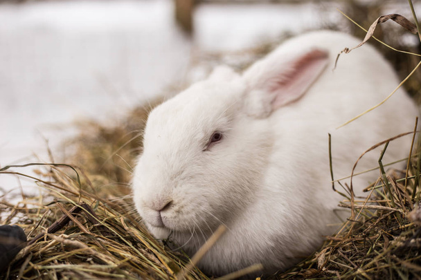 白い背景に黒目の可愛いウサギ ロイヤリティフリー写真 画像素材