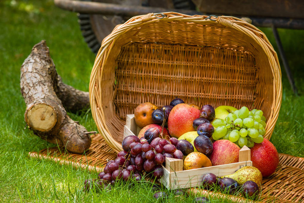Obsternte am Ende des Sommers - Äpfel, Birnen, Pflaumen und Trauben - Foto, Bild