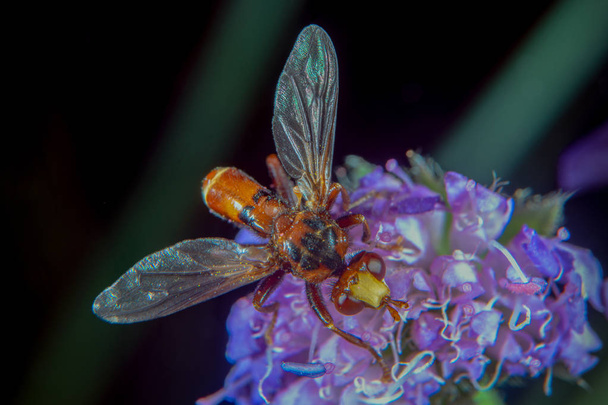 Red brown fly on a flower - Photo, Image