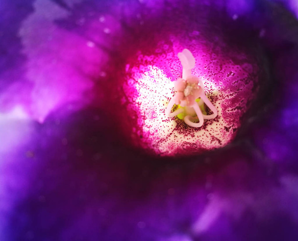 Wewnątrz jasny purpurowy kwiat z białym centrum i wiele miejsca w kolorze fuksji. Długie, białe delikatne pręciki. - Zdjęcie, obraz