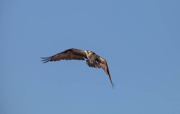 Osprey ave de presa Pandion haliaetus volando
  - Foto, imagen