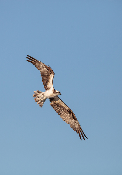 Osprey uccello rapace Pandion haliaetus che vola attraverso un cielo blu sopra il passo della vongola a Napoli, Florida al mattino
. - Foto, immagini