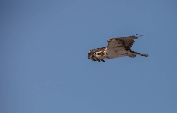 Osprey ave de presa Pandion haliaetus volando a través de un cielo azul sobre el paso de almejas en Nápoles, Florida por la mañana
. - Foto, imagen