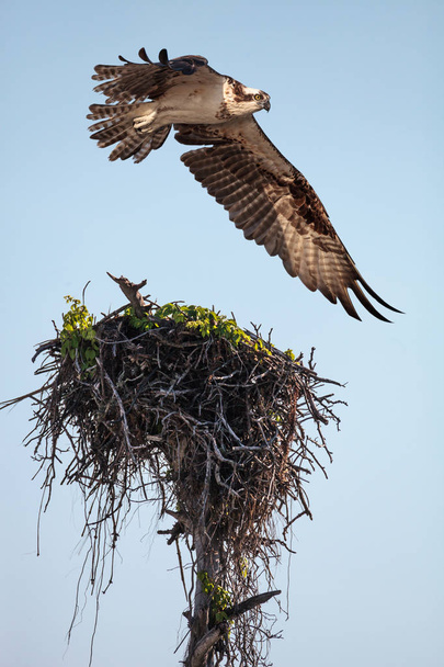 Хищная птица Оспри Пандион палиает, летящая через гнездо над перевалом Устрицы в Неаполе, штат Флорида, утром
. - Фото, изображение