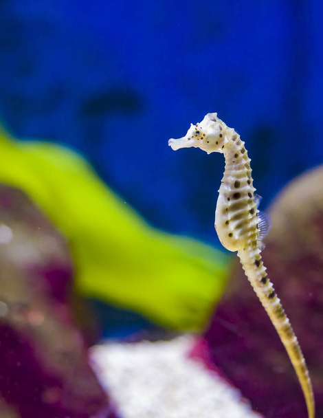 caballito de mar hipocampo fondo de natación, de color, raro
 - Foto, imagen