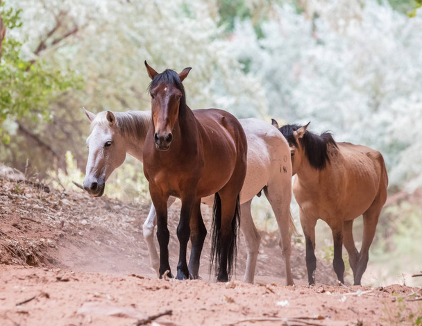 wilde pferde im canyon de chelly nationaldenkmal, chinle, arizona.  - Foto, Bild