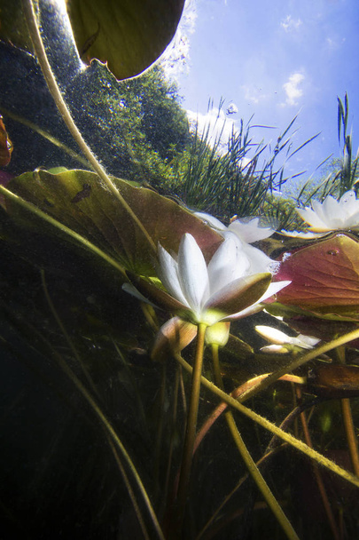Красива біла водяна лілія (nuphar lutea) у чистому фунті. Підводний постріл в озері. Природне середовище існування. Підводний пейзаж. Стек з водяних бузків, що видно з підводної
. - Фото, зображення