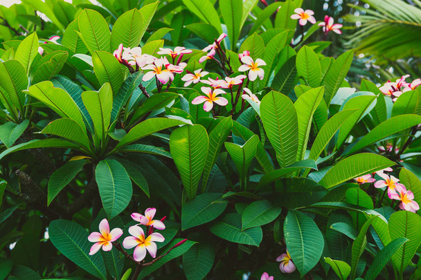 close-up of beautiful subtropical frangipani plant shot in Queensland, Australia in summer - Φωτογραφία, εικόνα