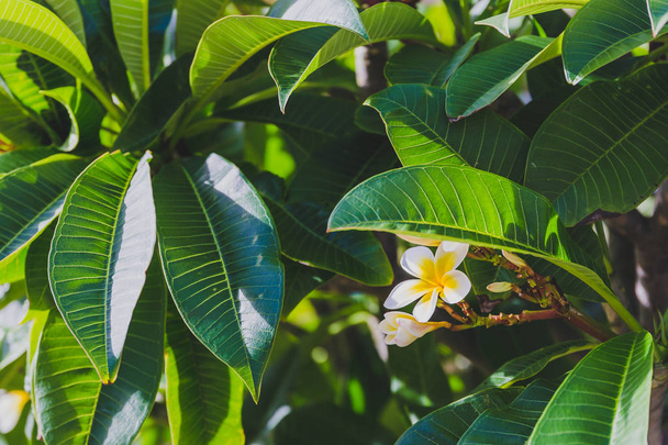 close-up of beautiful subtropical frangipani plant shot in Queensland, Australia in summer - Фото, зображення