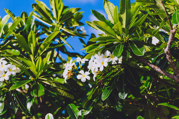 close-up of beautiful subtropical frangipani plant shot in Queensland, Australia in summer - Photo, image