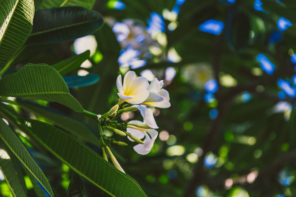 close-up of beautiful subtropical frangipani plant shot in Queensland, Australia in summer - Φωτογραφία, εικόνα
