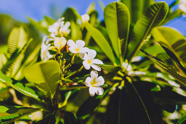 close-up of beautiful subtropical frangipani plant shot in Queensland, Australia in summer - 写真・画像