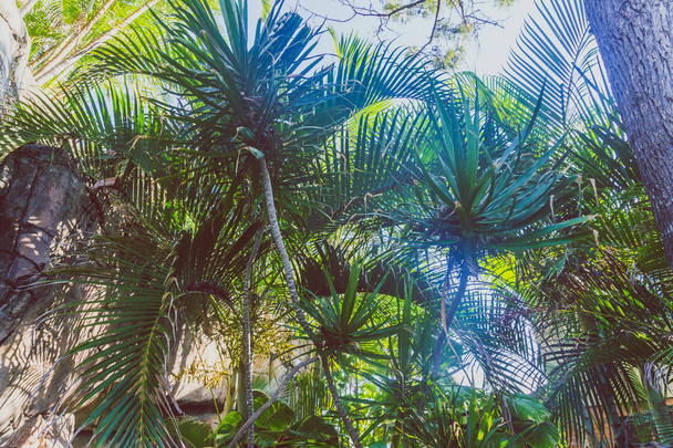 close-up of beautiful subtropical palm trees shot in Queensland, Australia in summer - Zdjęcie, obraz